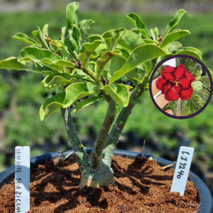 1112 40 Vaso 8 Litros Rosa do Deserto White Suazicum (viveiro)