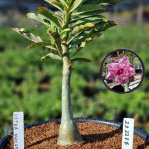 1112 77 Vaso 8 Litros Rosa do Deserto Ultra Violet (viveiro)