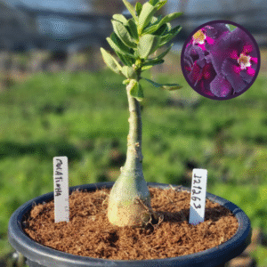 1212 63 Vaso 8 Litros Rosa do Deserto Mulatinha (viveiro)