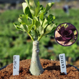 1112 83 Vaso 8 Litros Rosa do Deserto Morticia (viveiro)