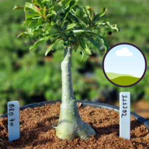 1112 82 Vaso 8 Litros Rosa do Deserto BRD 70 (viveiro)