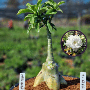 1112 71 Vaso 8 Litros Rosa do Deserto White Angel (viveiro)