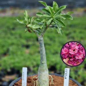 1112 08 Vaso 8 Litros Rosa do Deserto MIRACLE (viveiro)