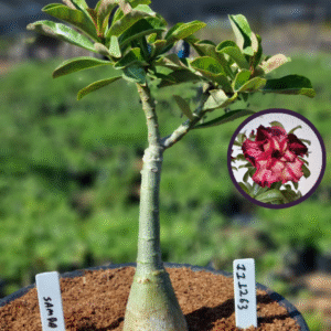 1112 63 Vaso 8 Litros Rosa do Deserto Samba (viveiro)