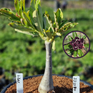 1112 80 Vaso 8 Litros Rosa do Deserto Lilac (viveiro)