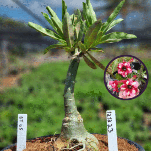 1212 23 Vaso 8 Litros Rosa do Deserto BT 05 (viveiro)