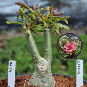 1112 03 Vaso 8 Litros Rosa do Deserto KR 54 (viveiro)