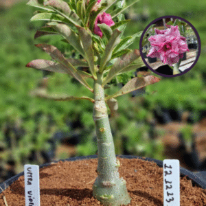 1212 13 Vaso 8 Litros Rosa do Deserto Ultra Violet (viveiro)