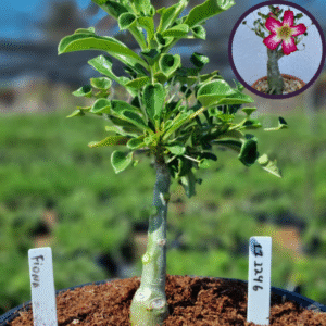 1112 46 Vaso 8 Litros Rosa do Deserto Fiona (viveiro)