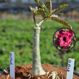 1212 01  Vaso 8 Litros Rosa do Deserto Mustang (viveiro)