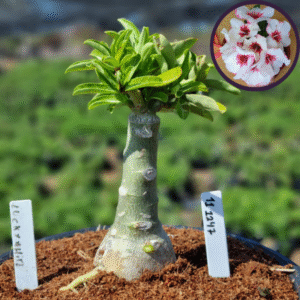 1112 47 Vaso 8 Litros Rosa do Deserto Lucky White (viveiro)