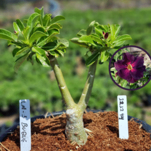 1212 44 Vaso 8 Litros Rosa do Deserto LM 5 Buque (viveiro)