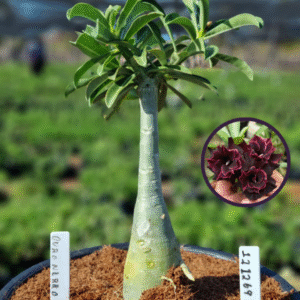 1112 69 Vaso 8 Litros Rosa do Deserto Ouro Negro (viveiro)