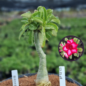 1212 07 Vaso 8 Litros Rosa do Deserto Blessed (viveiro)