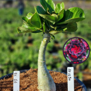 1112 90 Vaso 8 Litros Rosa do Deserto RC 16 (viveiro)