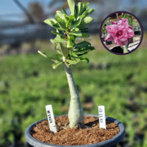 1212 53 Vaso 8 Litros Rosa do Deserto ARVANA (viveiro)