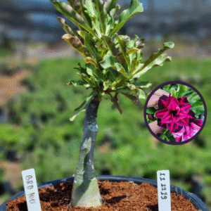 1112 19 Vaso 8 Litros Rosa do Deserto BRD 100  (viveiro)