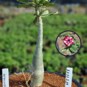 1112 119 Vaso 8 Litros Rosa do Deserto Detalhes (viveiro)