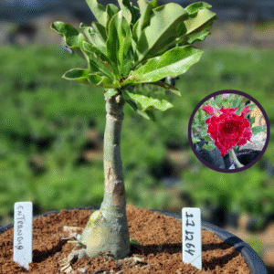 1112 64 Vaso 8 Litros Rosa do Deserto Entrancing (viveiro)