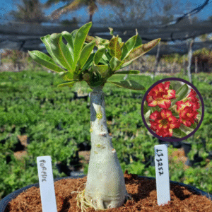 1112 52 Vaso 8 Litros Rosa do Deserto Porshe (viveiro)