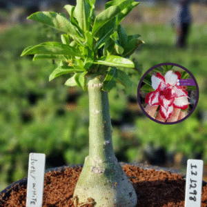 1112 98 Vaso 8 Litros Rosa do Deserto Lucky White (viveiro)