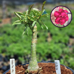 1212 40 Vaso 8 Litros Rosa do Deserto Under The Sky  (viveiro)