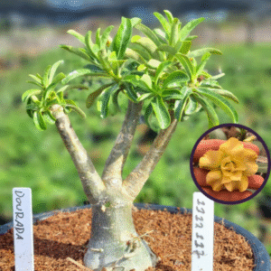 1112 117 Vaso 8 Litros Rosa do Deserto Dourada (viveiro)