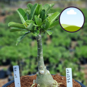 1212 36 Vaso 8 Litros Rosa do Deserto RA 04 (viveiro)