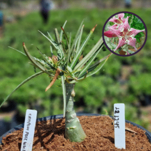 1212 45 Vaso 8 Litros Rosa do Deserto Crispum Pull White (viveiro)