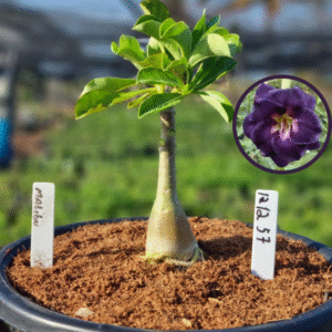 1212 57 Vaso 8 Litros Rosa do Deserto Malibu (viveiro)