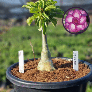 1212 54 Vaso 8 Litros Rosa do Deserto Mau (viveiro)