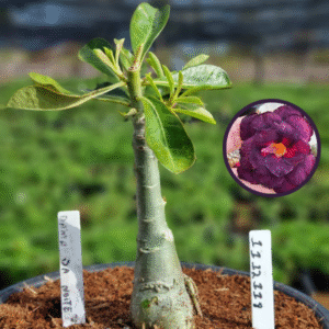 1112 118 Vaso 8 Litros Rosa do Deserto Dama da Noite (viveiro)