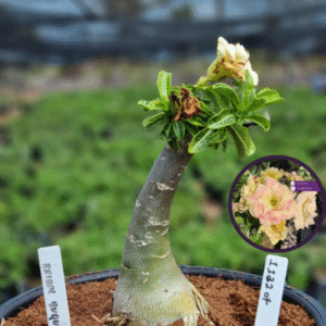 1112 07 Vaso 8 Litros Rosa do Deserto Bridal Buque  (viveiro)