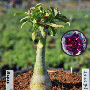 1112 76 Vaso 8 Litros Rosa do Deserto Vampira (viveiro)