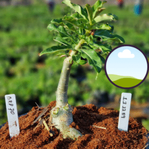 1112 89 Vaso 8 Litros Rosa do Deserto BRD 70 (viveiro)