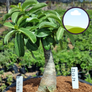 1212 19 Vaso 8 Litros Rosa do Deserto Solitude (viveiro)