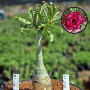 1212 16 Vaso 8 Litros Rosa do Deserto HA NEE NATE (viveiro)