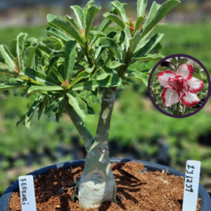 1112 39 Vaso 8 Litros Rosa do Deserto Ferrari (viveiro)