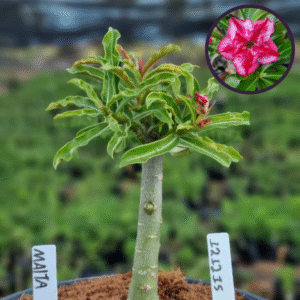 1212 15 Vaso 8 Litros Rosa do Deserto Malta (viveiro)