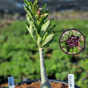 1112 78 Vaso 8 Litros Rosa do Deserto Lilac  (viveiro)