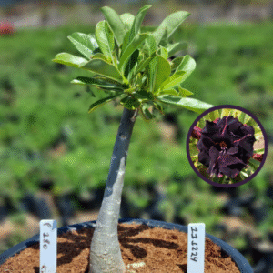 1112 24 Vaso 8 Litros Rosa do Deserto P 180 (viveiro)