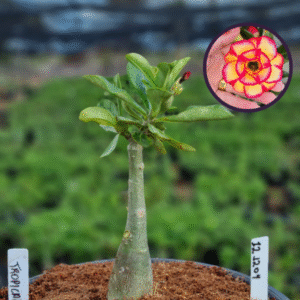 1212 04 Vaso 8 Litros Rosa do Deserto Tropical (viveiro)