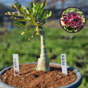 1212 60 Vaso 8 Litros Rosa do Deserto Rihanna (viveiro)