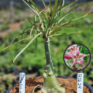 1212 24 Vaso 8 Litros Rosa do Deserto Crispum pull white (viveiro)