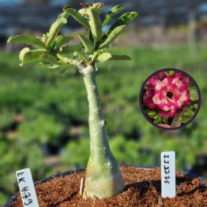 1112 75 Vaso 8 Litros Rosa do Deserto LK 479 (viveiro)