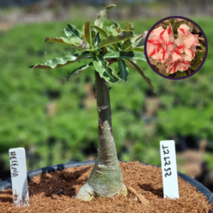 1212 32 Vaso 8 Litros Rosa do Deserto Helena (viveiro)