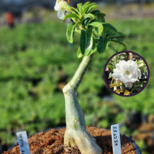 1112 79 Vaso 8 Litros Rosa do Deserto White Angel (viveiro)