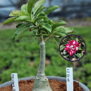 1112 05 Vaso 8 Litros Rosa do Deserto Mei Xiang 2 (viveiro)