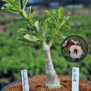 1212 09 Vaso 8 Litros Rosa do Deserto Luminatang (viveiro)