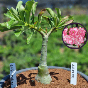 1112 22 Vaso 8 Litros Rosa do Deserto Chibi Maruko (viveiro)